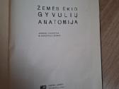 Žemės ūkio gyvulių anatomija. A. Pabijanskas - nuotraukos Nr. 2