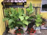 Canna musifolia