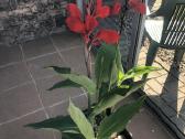 Canna musifolia - nuotraukos Nr. 3