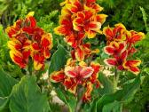 Canna musifolia - nuotraukos Nr. 6