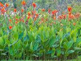 Canna musifolia - nuotraukos Nr. 8