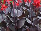 Canna musifolia - nuotraukos Nr. 9