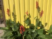 Canna musifolia - nuotraukos Nr. 10