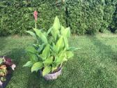 Canna musifolia - nuotraukos Nr. 11