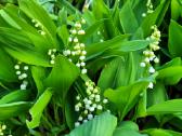 Parduodu melsves (hosta) ir pavėsio augalus - nuotraukos Nr. 32