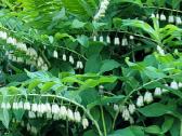 Parduodu melsves (hosta) ir pavėsio augalus - nuotraukos Nr. 33