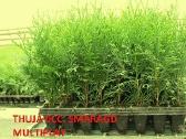Tujos Smaragd, 1,5 metai, kitas - 0,18€