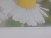 Apyniai ir kiti naminiai augalai - nuotraukos Nr. 7