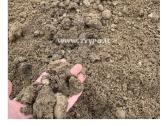 Žvyro ir kitų medžiagų pristatymas Klaipėdos raj. - nuotraukos Nr. 29