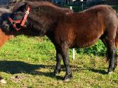 Poni kumelaitės - nuotraukos Nr. 4