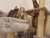 Kilmingi bengalijos katinėliai - nuotraukos Nr. 9