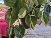 Kambarine gele vijokline."philodendrum Brazil". - nuotraukos Nr. 3