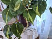 Kambarine gele vijokline."philodendrum Brazil".