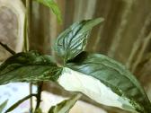 Kambarinė gėlė "Singonium podophyllum variegata".