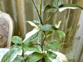 Kambarinė gėlė "Singonium podophyllum variegata". - nuotraukos Nr. 2