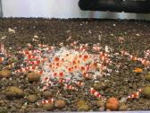 Crystal red shrimp