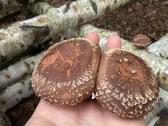 Shiitake grybai. Auginimas, rąstelių paruošimas, - nuotraukos Nr. 6