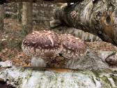 Shiitake grybai. Auginimas, rąstelių paruošimas, - nuotraukos Nr. 7