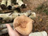 Shiitake grybai. Auginimas, rąstelių paruošimas, - nuotraukos Nr. 4