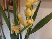 Orchidėja