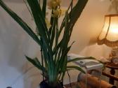 Orchidėja - nuotraukos Nr. 2