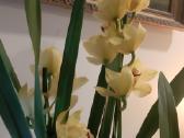 Orchidėja - nuotraukos Nr. 3