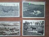 Senos foto/atvirukai/kuršių nerija - nuotraukos Nr. 7