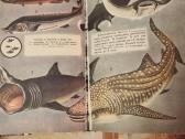 Zoologijos skaitiniai - nuotraukos Nr. 6