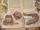 Zoologijos skaitiniai - nuotraukos Nr. 7