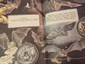 Zoologijos skaitiniai - nuotraukos Nr. 8