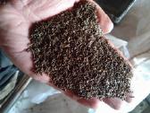 Kmynai 0.95 €/kg - nuotraukos Nr. 3