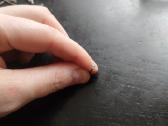 264vnt Vinys. Ilgis 2.6cm, galvutės skersmuo 2mm - nuotraukos Nr. 2