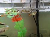 Akvariumo žuvytes Gupijos - nuotraukos Nr. 7