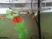 Akvariumo žuvytes Gupijos - nuotraukos Nr. 10