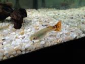 Akvariumo žuvytes Gupijos - nuotraukos Nr. 3