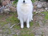 Samojedai - nuotraukos Nr. 6