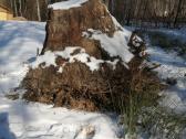 Ąžuolo kelmas - nuotraukos Nr. 8