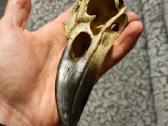 Varnos kaukole 16cm - nuotraukos Nr. 2