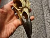 Varnos kaukole 16cm - nuotraukos Nr. 3