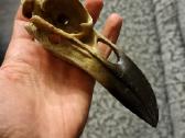 Varnos kaukole 16cm - nuotraukos Nr. 4