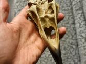 Varnos kaukole 16cm - nuotraukos Nr. 5