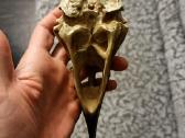 Varnos kaukole 16cm - nuotraukos Nr. 6
