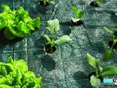 Agrotekstilė,juoda, žalia 0,4 iki 4,2 m. + Smaigai - nuotraukos Nr. 11