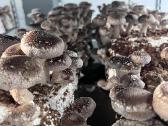 Šitake, šiitake, Shiitake grybai