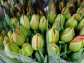 Tulpes