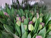 Tulpes - nuotraukos Nr. 2