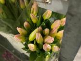 Tulpes - nuotraukos Nr. 7