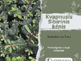 Sibirinis kėnis (kvapnusis)
