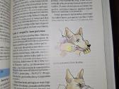 Kinologija 1dalis. - nuotraukos Nr. 7