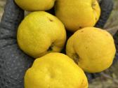 Obelų, kriaušių, slyvų ir kt sodinukai urmu -6 eur - nuotraukos Nr. 14